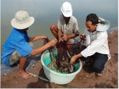 Tổng Hợp Xoay Quanh Vấn Đề “5 Đúng” Trong Phòng Và Trị Bệnh Tôm