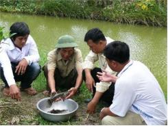 Phòng Và Trị Một Số Bệnh Thường Gặp Cho Cá Bống Tượng