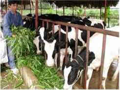 Hội Thi Triển Lãm Bò Sữa Thành PhốHồ Chí Minh Lần IV Năm 2013