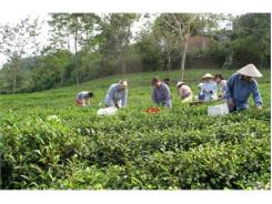 Xứng Đáng Với Tiếng Thơm Của Chè Thái