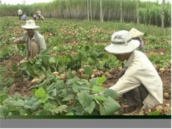 Cây Củ Sắn Lên Ngôi Trên Vùng Đất Xã An Thạnh Đông - Cù Lao Dung