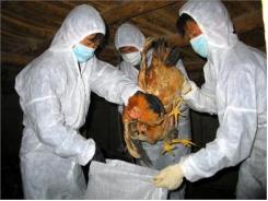 Công Bố Dịch Cúm A/H5N1 Trên Gia Cầm Tại 2 Xã Thuộc Tân Phú Đông (Tiền Giang)