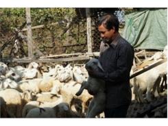 Dê, Cừu Ninh Thuận