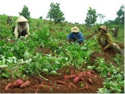 Hiệu Quả Kinh Tế Cao Của Mô Hình Khoai Lang Giống Mới Ở Bắc Giang