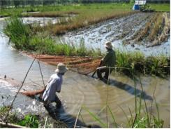 Phương Thức Nuôi Cá Trong Ruộng Lúa