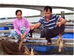 Ăn Cơm Đứng Nuôi Hàu, Nuôi Tôm