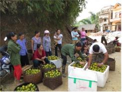 Vào Vụ Thu Hoạch Quýt