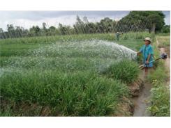 Phát Triển Vùng Chuyên Canh Rau An Toàn Ở Huyện Hồng Ngự (Đồng Tháp)