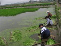 Cá - Cần Hoàng Lương