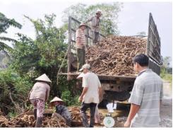 Thất Thu Mùa Sắn