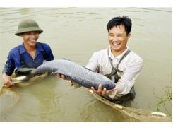 Nâng Cao Năng Suất, Giá Trị Thuỷ Sản