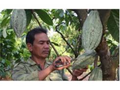 Cacao Được Mùa, Giá Tăng 30% So Với Cùng Kỳ Năm Ngoái