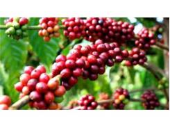 Thị Trường Cà Phê Robusta Đối Mặt Mức Thiếu Cung Lớn Nhất Trong 9 Năm