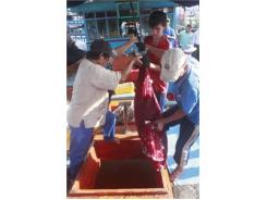 Thử Nghiệm Thành Công Thiết Bị Câu Cá Ngừ Đại Dương “Made In” Bình Định