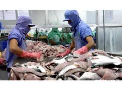 Việt Nam Không Bán Phá Giá Filet Cá Tra, Cá Ba Sa Vào Hoa Kỳ