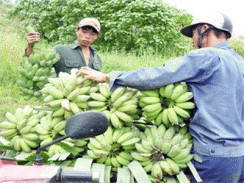 Giá Chuối Nguyên Liệu Giảm Mạnh