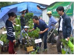 Lúng Túng Quản Lý Giống Cây Trồng