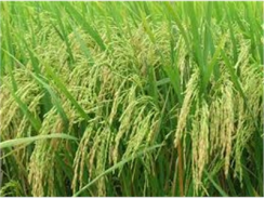 Mô Hình Khôi Phục Giống Lúa Nếp Hạt Cau Tại Xã Cẩm Lương Hiệu Quả Cao