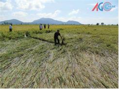 Đến Ngày Thu Hoạch, Hàng Trăm Công Lúa Bị Đổ Ngã