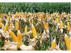 Cấp Giấy Chứng Nhận An Toàn Sinh Học Cho Ngô Biến Đổi Gen