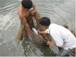 Mô Hình Nuôi Cá Trắm Đen Thương Phẩm Làm Chính Trong Ao Bằng Thức Ăn Viên Tổng Hợp Đạt Hiệu Quả