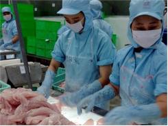 Nhiều Quốc Gia Muốn Nhảy Vào “Sân Chơi” Xuất Khẩu Cá Tra