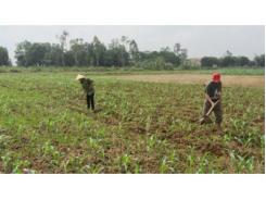 Nâng Cao Hiệu Quả Kinh Tế Trong Sản Xuất Vụ Đông Ở Thạch Thành