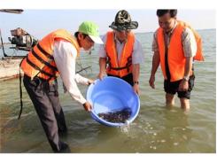 Thả Bổ Sung 498.000 Con Cá Giống Xuống Hồ Dầu Tiếng