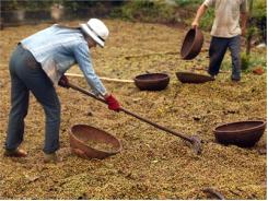 Cà Phê Thế Giới Thiếu Hụt Nghiêm Trọng Nhất Trong 9 Năm