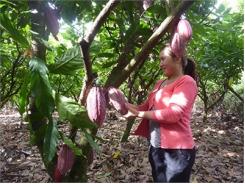 Bấp Bênh Cây Cacao