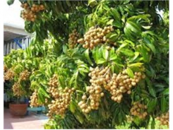 Xuất Khẩu Nhãn Cù Lao An Hòa Sang Mỹ
