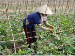 24.000 lao động nông thôn Hải Phòng được đào tạo nghề