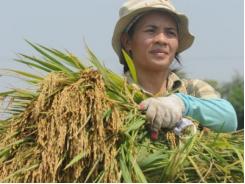 Áp lực hội nhập với nông dân Việt TPP là cái chi chi