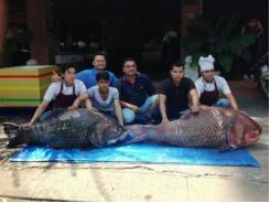 Bắt được cặp cá hô khủng nặng 240kg