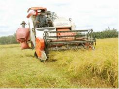 Bi kịch nhiều ruộng vẫn nghèo trồng lúa theo yêu cầu của thương lái