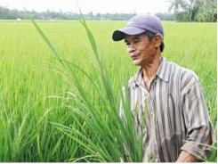 Bi kịch nhiều ruộng vẫn nghèo trồng lúa thu nhập 25.000 đồng/ngày