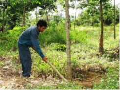 Cách bón phân Lâm Thao cho cây cao su