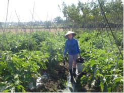 Cần có thêm cửa hàng rau an toàn trên địa bàn tỉnh Tây Ninh