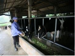Chăn nuôi bò sữa ở Hà Nội sức cạnh tranh kém