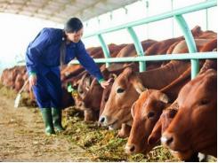 Chăn nuôi bò tập trung công nghệ cao ưu tiên tìm nguồn giống tốt