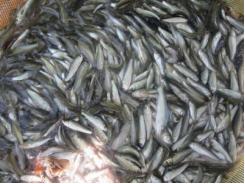 Chợ ngập cá linh cá cơm