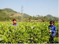 Công ty TNHH Lâm nghiệp Sông Côn triển khai mô hình trồng cây dược liệu