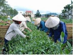 Đài Loan dội gáo nước lạnh thị trường trà Việt lao đao