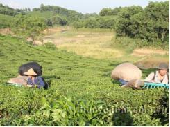 Đâu là nguyên nhân làm giảm sản lượng chè búp tươi