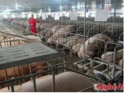 Đầu tư hơn 100 tỷ đồng chăn nuôi lợn sinh sản