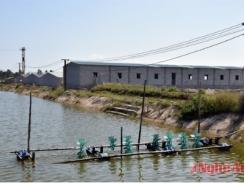 Đầu tư nuôi tôm trong nhà - Mô hình mới ở Quỳnh Lưu