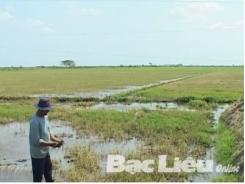 Đối phó với hạn hán, mặn xâm nhập cần tiết kiệm nước trong sản xuất lúa