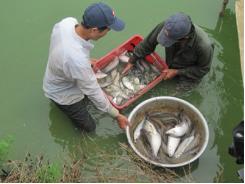 Duy trì phát triển các mô hình nuôi cá nước ngọt