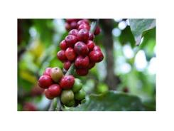 Giá cà phê trong nước tiếp tục tăng thêm 500 ngàn đồng/tấn