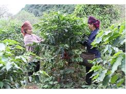 Giải pháp phát triển sản xuất cà phê bền vững 